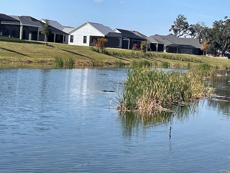 Gator in pond at Woodlands Golf Course The Villages