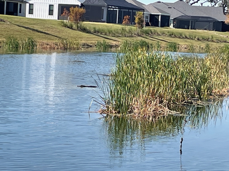 Gator sighting on Woodlands Golf Course The Villages