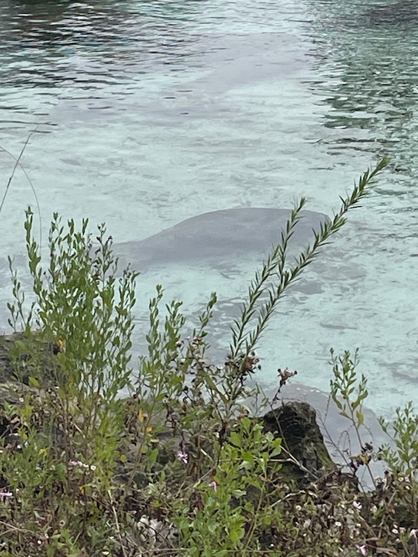 Crystal River Manatees from The Villages: A December Day Trip